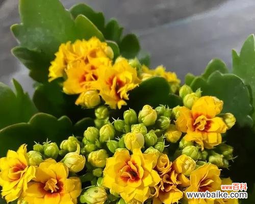 揭示长寿花的花语传承与功效 长寿花的花语和价值