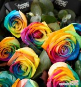 传递着多彩的情感与美好未来的象征 彩虹玫瑰的花语——爱情与希望