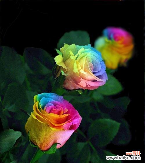 传递着多彩的情感与美好未来的象征 彩虹玫瑰的花语——爱情与希望