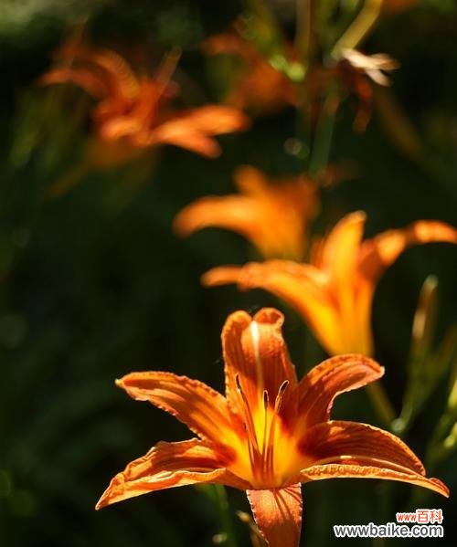 揭示大花萱草的花语之谜 大花萱草的花语