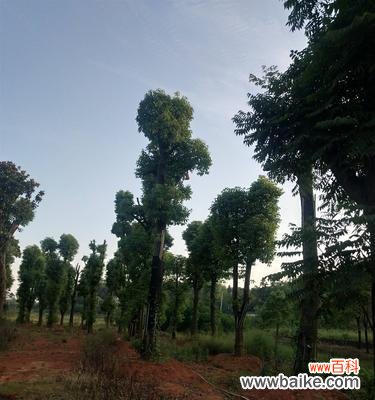 一种生长繁茂的植物及其意义 丛生香樟的魅力