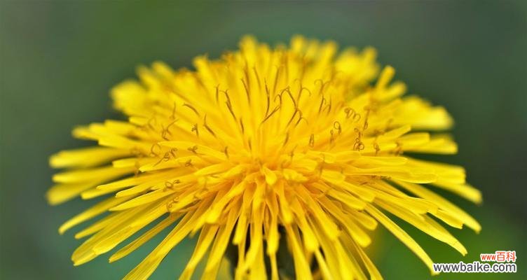 缤纷盛放 春天的花开如诗