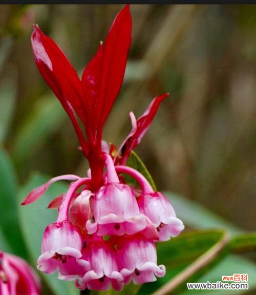 探寻吊钟花的花语之谜 吊钟花的花语与美丽传说