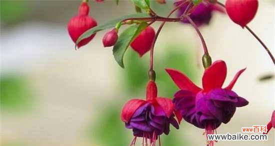 探寻吊钟花的花语之谜 吊钟花的花语与美丽传说