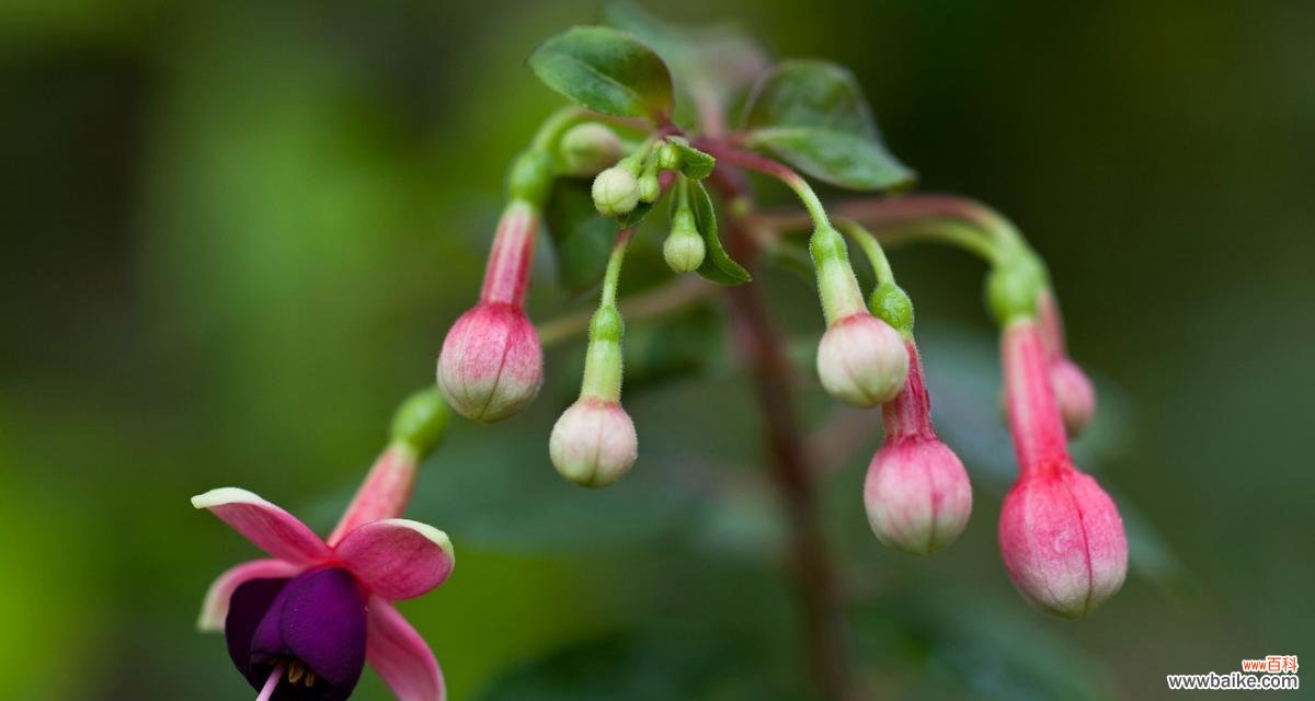 探寻吊钟花的花语之谜 吊钟花的花语与美丽传说