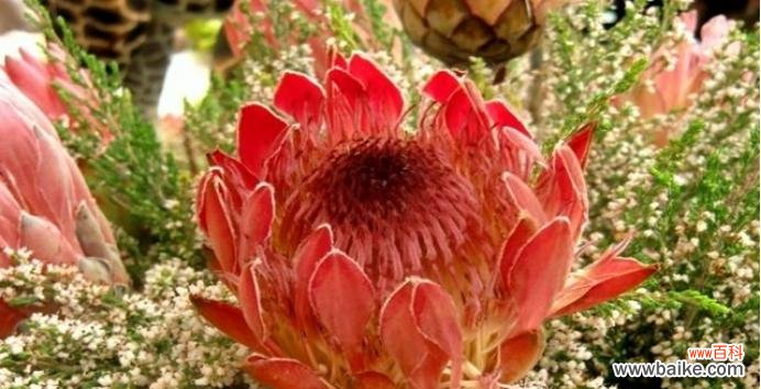 探秘帝王花的意义与象征 帝王花的花语与魅力