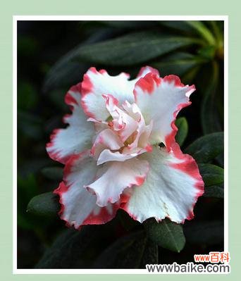 绽放春天的魅力与希望 杜鹃花的特点和象征意义