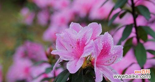 绽放春天的魅力与希望 杜鹃花的特点和象征意义