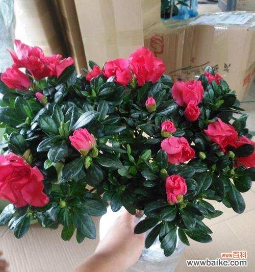 绽放春天的魅力与希望 杜鹃花的特点和象征意义