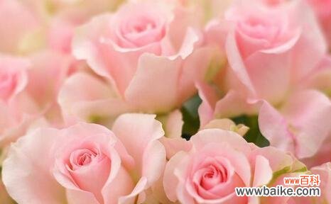 揭秘粉玫瑰的花语及其象征意义 粉玫瑰的花语——浪漫、温柔与爱情