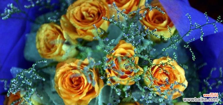 揭秘粉玫瑰的花语及其象征意义 粉玫瑰的花语——浪漫、温柔与爱情