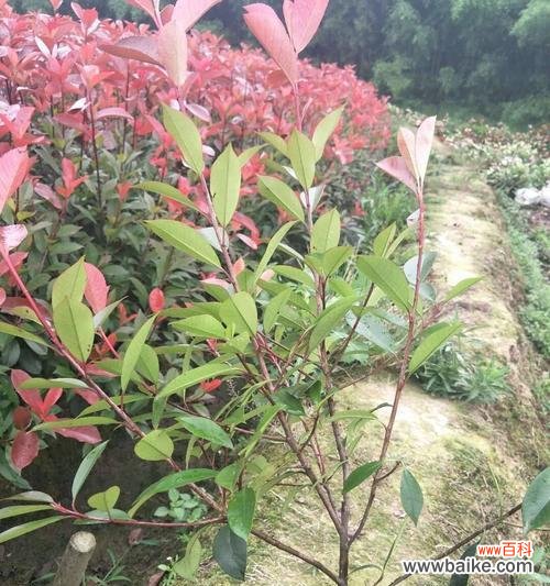 探索植物生长中的重要参数 分枝点高度的意义及影响