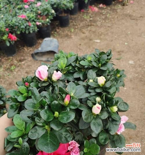 探索植物生长中的重要参数 分枝点高度的意义及影响