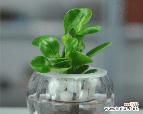 揭开豆瓣绿的秘密 豆瓣绿的风水寓意