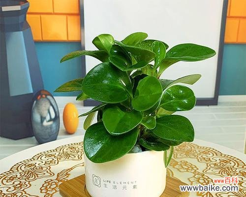 揭开豆瓣绿的秘密 豆瓣绿的风水寓意