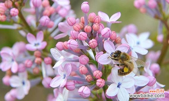 以丁香花为媒介 丁香花语的深刻含义——表达爱与思念的花朵
