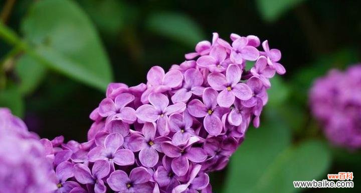 以丁香花为媒介 丁香花语的深刻含义——表达爱与思念的花朵