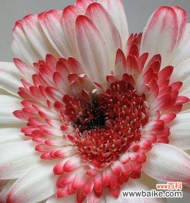 探寻非洲菊背后的隐含情感 非洲菊的花语与寓意