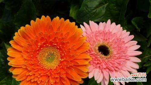 探寻非洲菊背后的隐含情感 非洲菊的花语与寓意