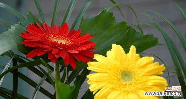 探寻非洲菊背后的隐含情感 非洲菊的花语与寓意