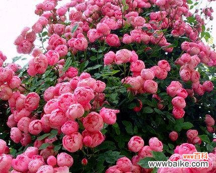 打造绚丽花海 以丰花月季的种植和养护技巧