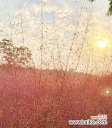 探寻粉黛乱子草的深层内涵 粉黛乱子草的花语寓意