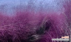 揭秘粉黛乱子草花语的背后 粉黛乱子草的花语及其深刻寓意