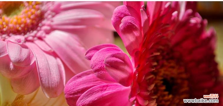 解读粉色扶郎花所传达的浪漫与温暖 粉色扶郎花的花语与寓意