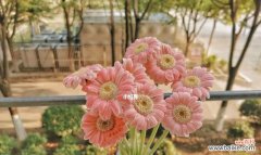 解读粉色扶郎花所传达的浪漫与温暖 粉色扶郎花的花语与寓意