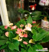 探索以粉掌花语的深层含义 以粉掌的花语