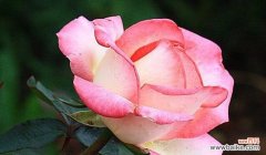 粉色月季花的花语与寓意 粉色月季花