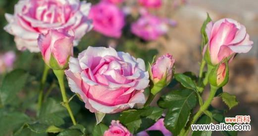 粉色月季花的花语与寓意 粉色月季花