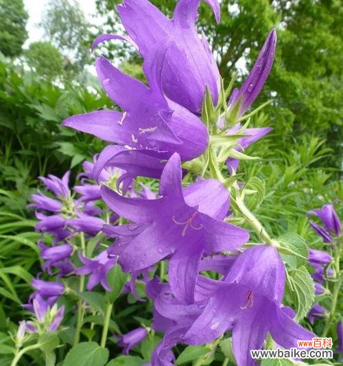 探究风铃草的花语 风铃草的花语及其象征意义