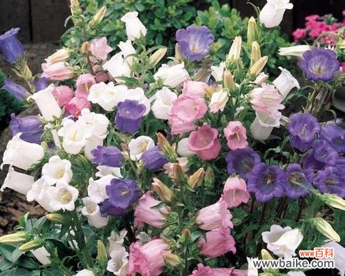 探究风铃草的花语 风铃草的花语及其象征意义