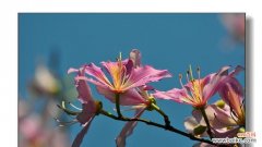 探寻紫荆花的文化内涵与象征意义 宫粉紫荆花语的寓意与传承