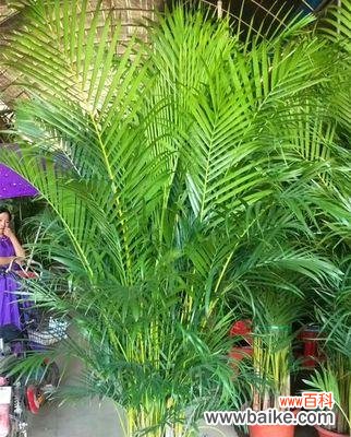 揭秘富贵椰子的来历和寓意 富贵椰子的象征意义与传说故事