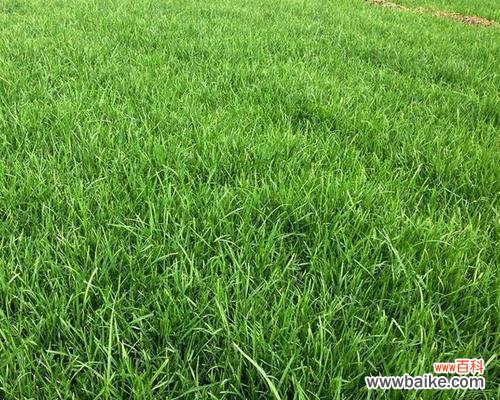 狗牙根包衣的起源与传统文化影响力 揭秘狗牙根包衣的意义与作用