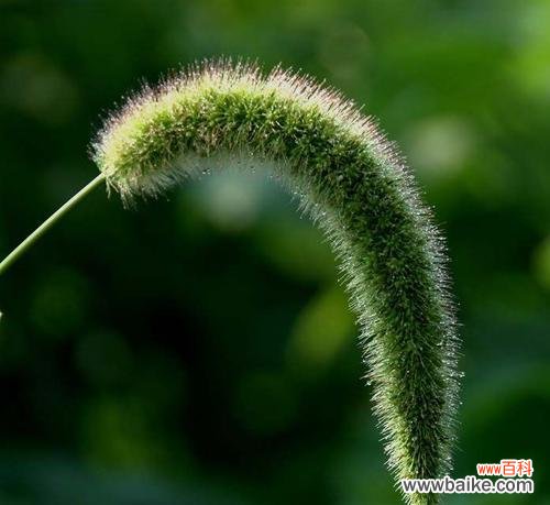 狗尾草花语解读及其象征的 狗尾草的花语