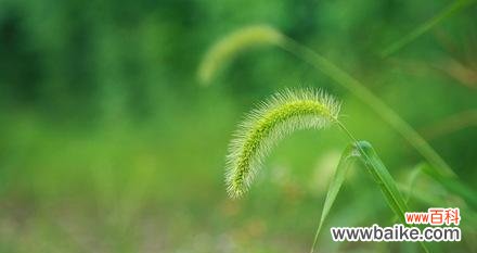 狗尾草花语解读及其象征的 狗尾草的花语