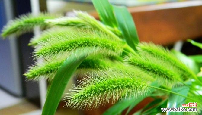 狗尾草花语解读及其象征的 狗尾草的花语