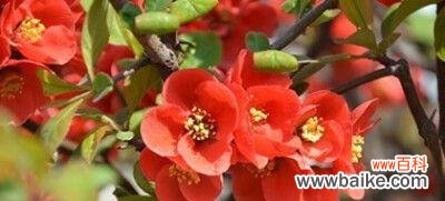 探索海棠的花语及其寓意 海棠花语