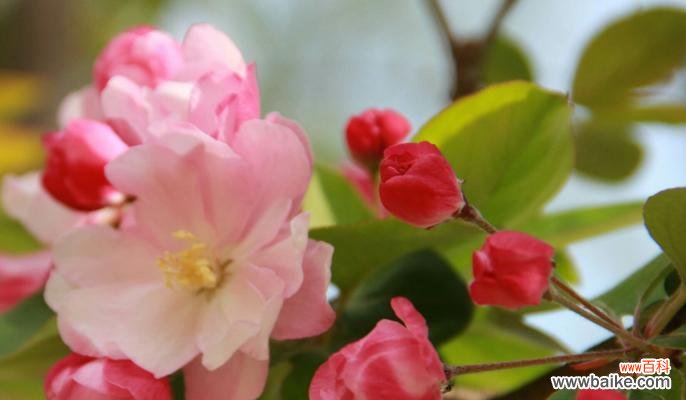 探索海棠的花语及其寓意 海棠花语