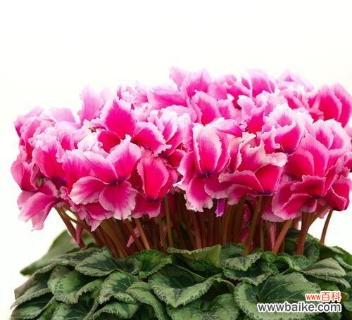 解读“以冠径”概念与的内涵 探寻以冠径的意义与魅力