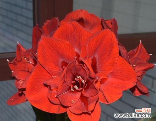 解读“以冠径”概念与的内涵 探寻以冠径的意义与魅力