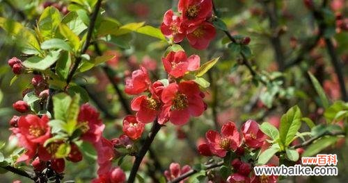 一朵娇艳如火的花朵 海棠花的花语