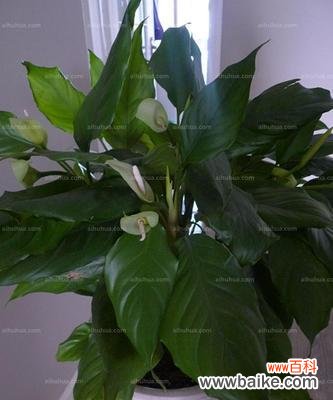 揭开万年青开花之谜 广东万年青开花的风水寓意