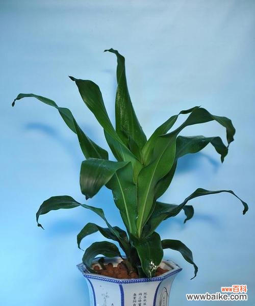 揭开万年青开花之谜 广东万年青开花的风水寓意