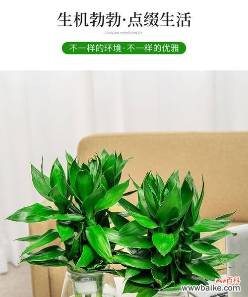 探究观音竹花的花语与内涵 观音竹花