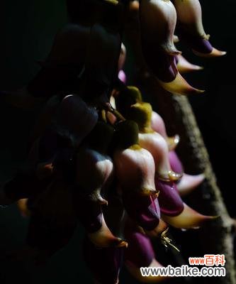 禾雀花的神秘花语及其深刻寓意 禾雀花的花语——传递美丽与守望