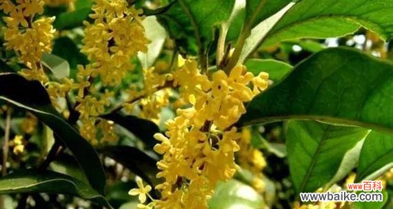 桂花的象征意义及其在风水学中的应用 桂花的寓意与象征风水——芬芳吉祥